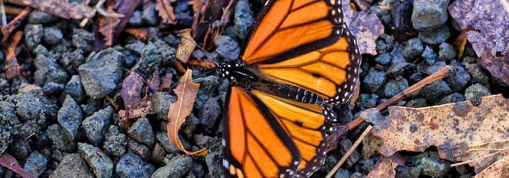 Monarch-Butterfly-Grove-on-99Insights